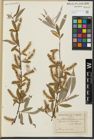 Foto von Salix alba L.
